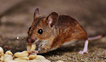 24 Hour & Emergency Exterminators in Whitehead, NC